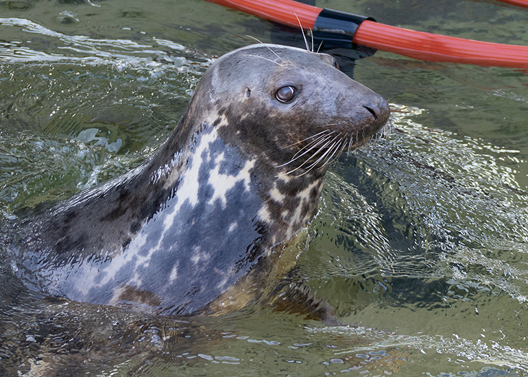 Cornish Seal Sanctuary - 29th September 2026