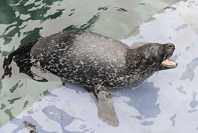 Cornish Seal Sanctuary 