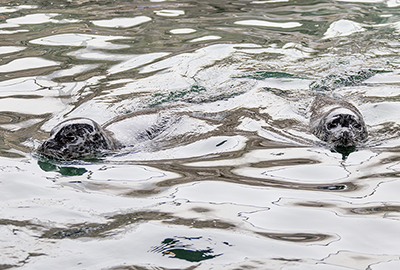 Cornish Seal Sanctuary