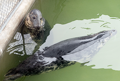 Cornish Seal Sanctuary