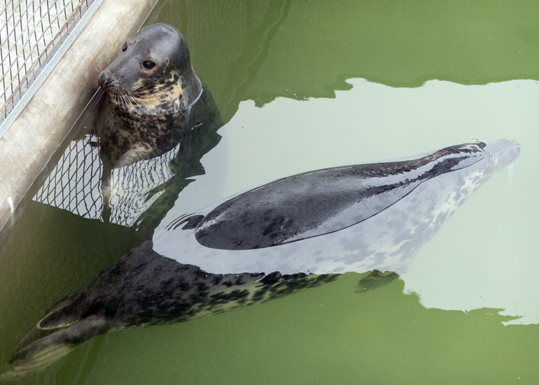 Resident Grey Seals