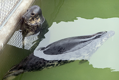 Cornish Seal Sanctuary