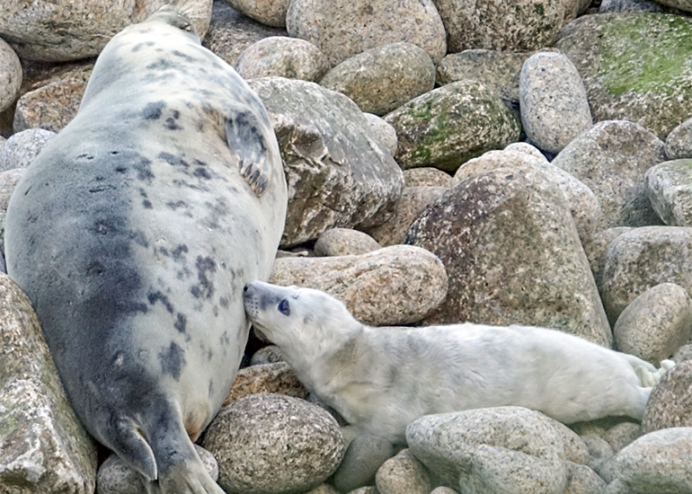 Gwynnvys - Photo credit : Ben Long - the Seal Field Worker