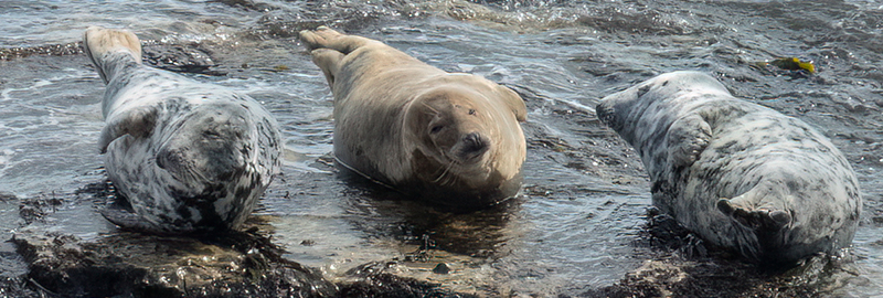 Grey Seals