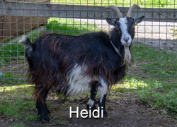 Heidi