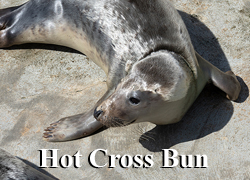 Hot Cross Burn