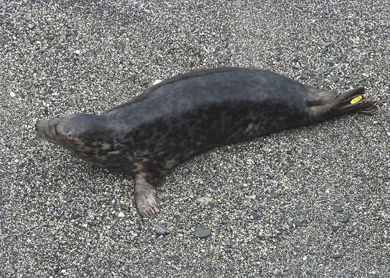 Idris Elba - Photo credit - Sue Sayer, MBE - Seal Research Trust - 8th December 2025