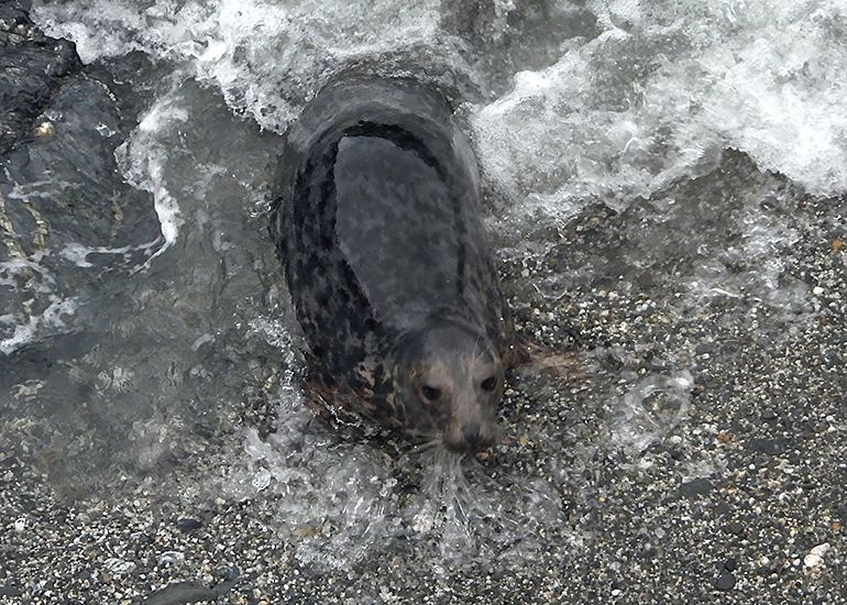 Idris Elba - Photo credit - Sue Sayer, MBE - Seal Research Trust - 8th December 2025