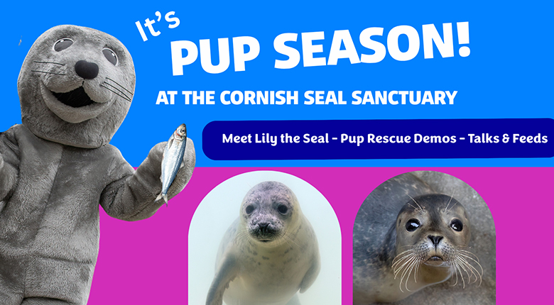 It's Pups Season Time!
