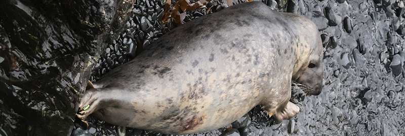 Kipper - 21st December 2024 - Terry Thirlaway