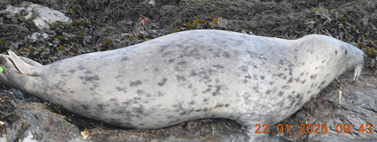 Kipper - Photo credit - Rob Wells - 22nd January 2025