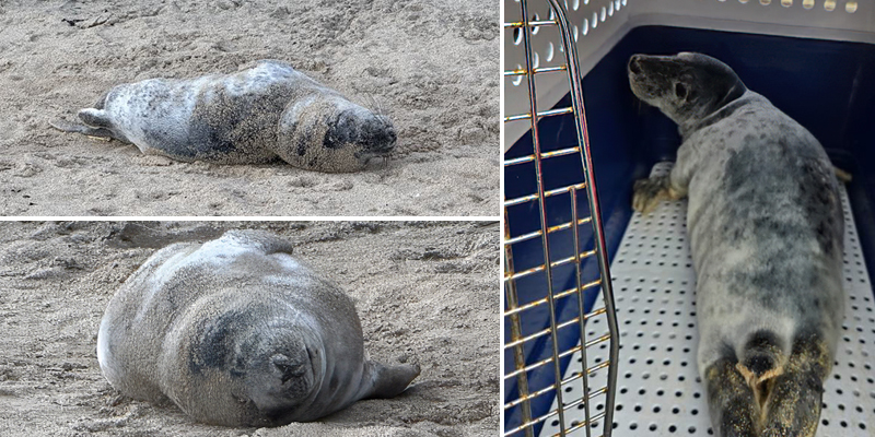 Leaf Cutter - Photo credit:  Chris Webber