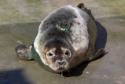 Seal Release - 31st March 2025