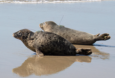 Seal Release - 31st March 2025