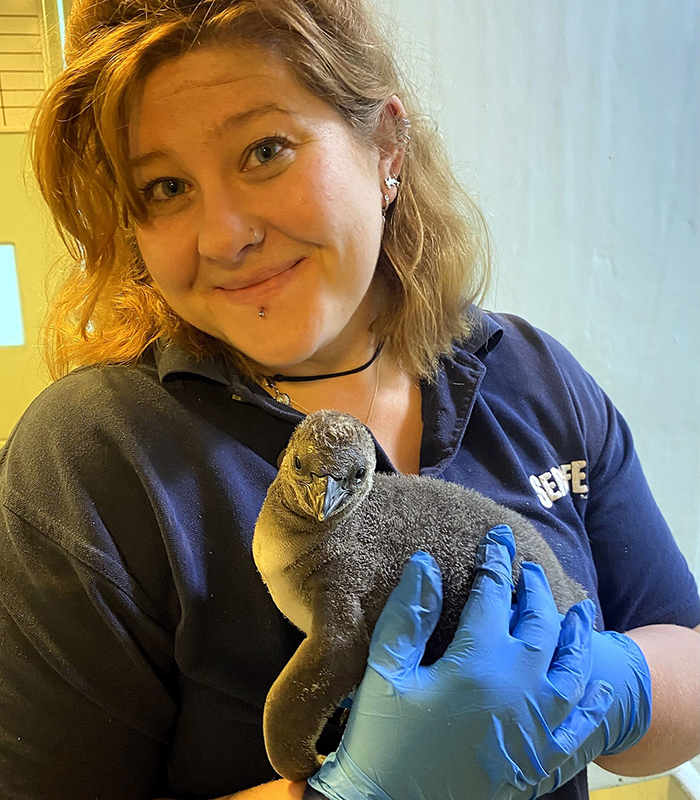 Lupin - Penguin chick