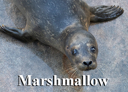 Marshmallow