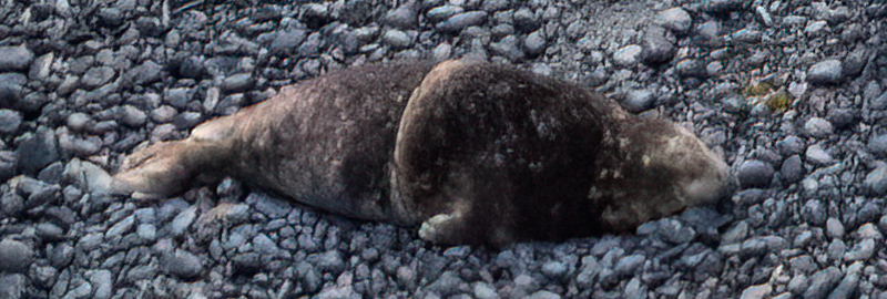 Mayonnaise - 14th December 2024