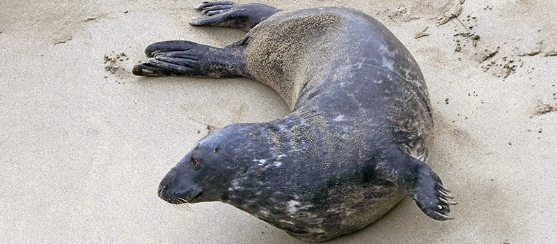 Mayonnaise - 29th March 2026 - Terry Thirlaway