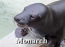 Monarch