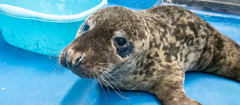 Guess the weight of rescued seal pup, Neil