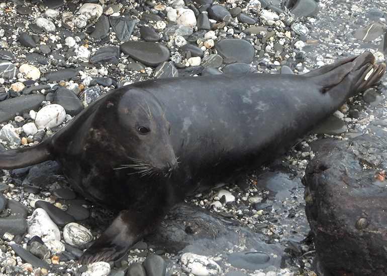 Nemo - Photo credit - Sue Sayer MBE - 16th Novemer 2024