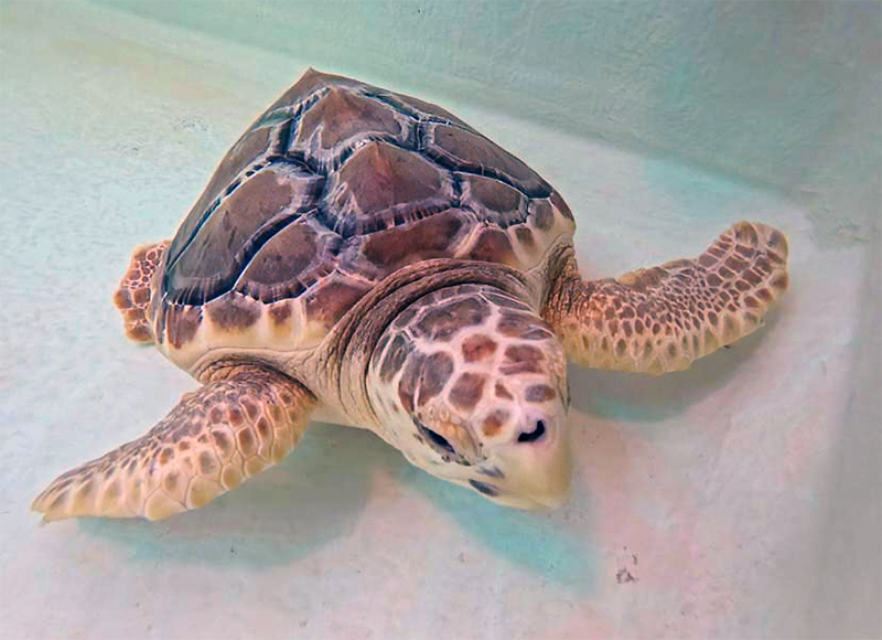 Olive baby Loggerhead Sea Turtle