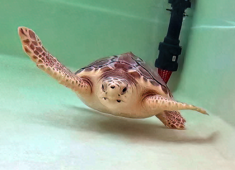 Olive baby Loggerhead Sea Turtle