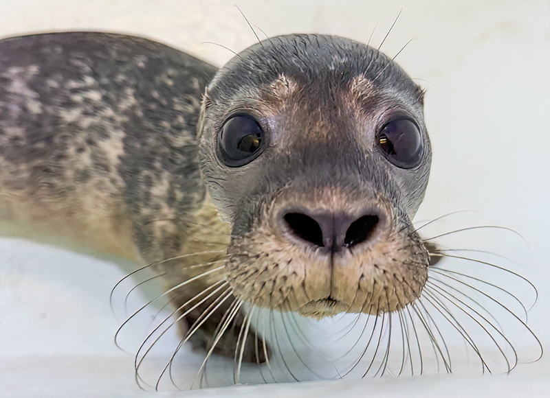 Opal - common seal pup