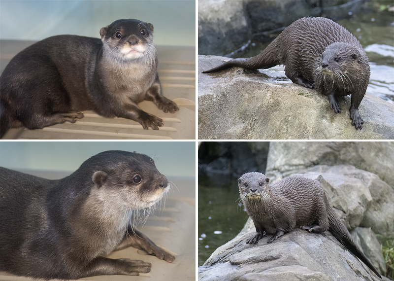 Corine and Twix - Otters