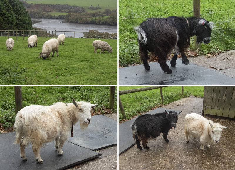 Paddock Animals