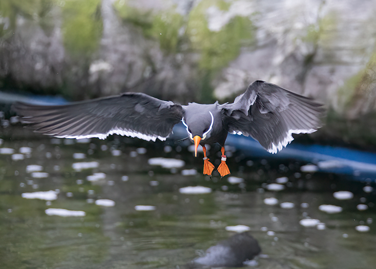 Hunstanton Sea Life - Inca Terns