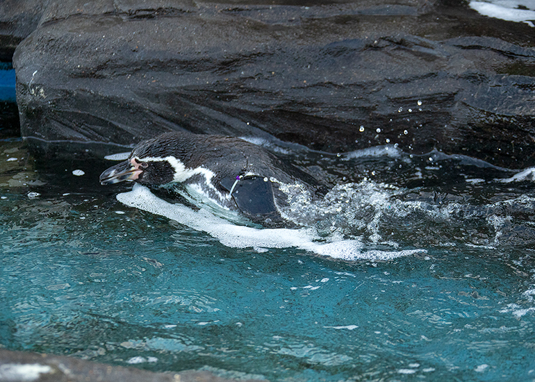 Hunstanton Sea Life - Penguins