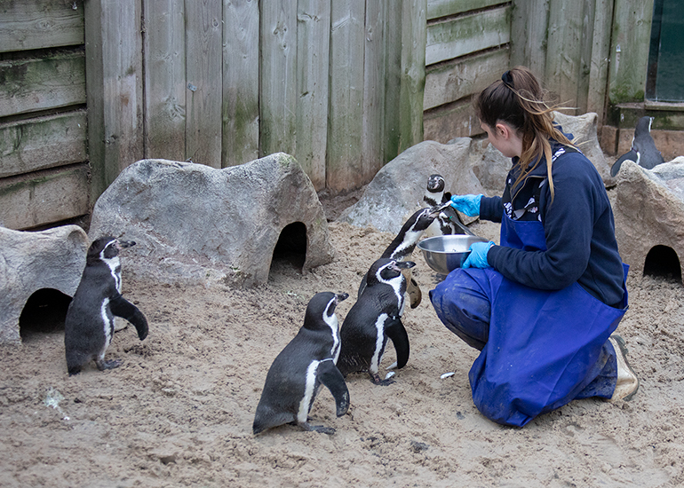 Hunstanton Sea Life - Penguins
