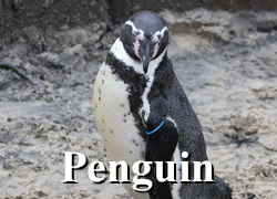 Penguin Adoption