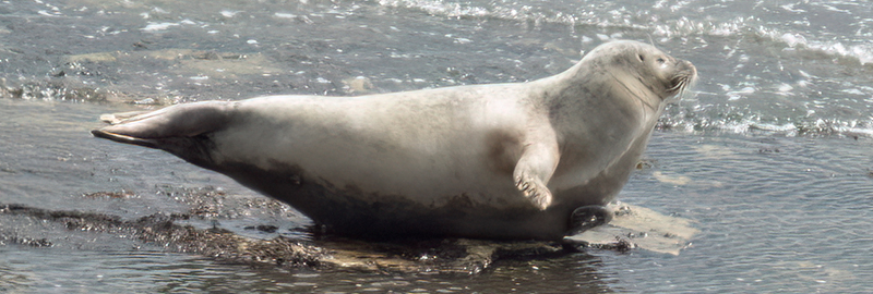 Common seal