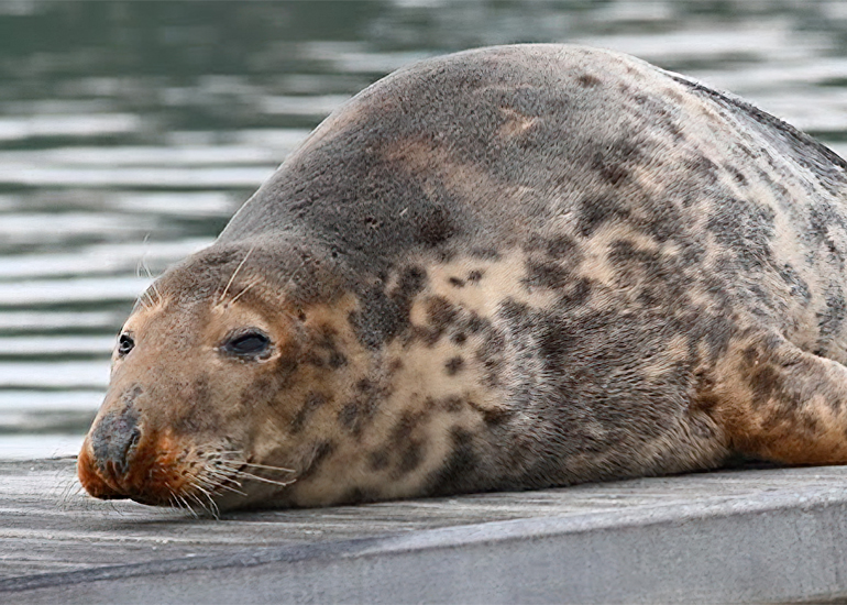 Pippi Longstocking - Photo Credit - Sarah Greenslade - The Seal Project Research and Conservation