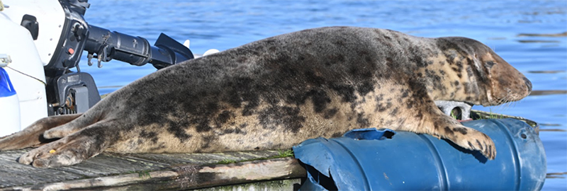 Pippi Longstocking - Photo Credit - The Seal Project Research and Conservation