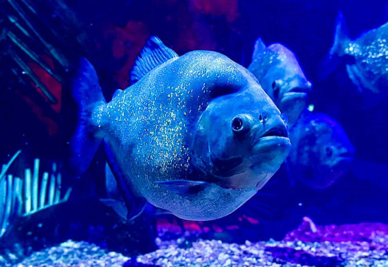 Piranhas - Who's got a reel bad reputation! Come and see for yourself?