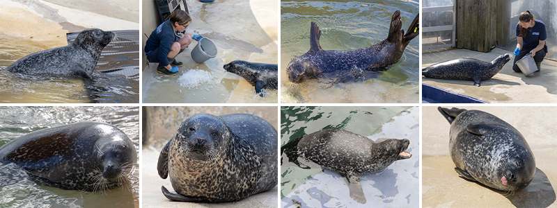 COMMUNITY RALLIES TO GIVE JARVIS THE SEAL THE CHANCE TO SEE FOR THE FIRST TIME
