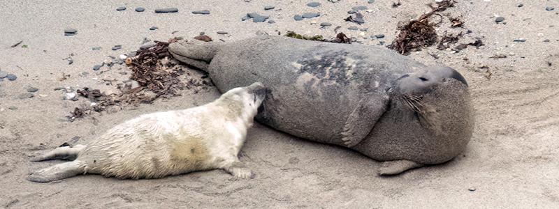 Pup with its mum in the wild!
