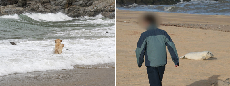Pre-Pup season warning - Cornish Seal Sanctuary urges Public to Help Protect Vulnerable Seal Pups