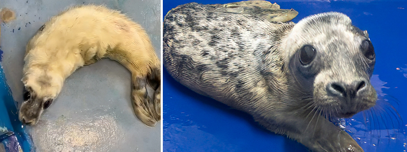 Say Cheese! Babybel is the First Seal Pup of the Season