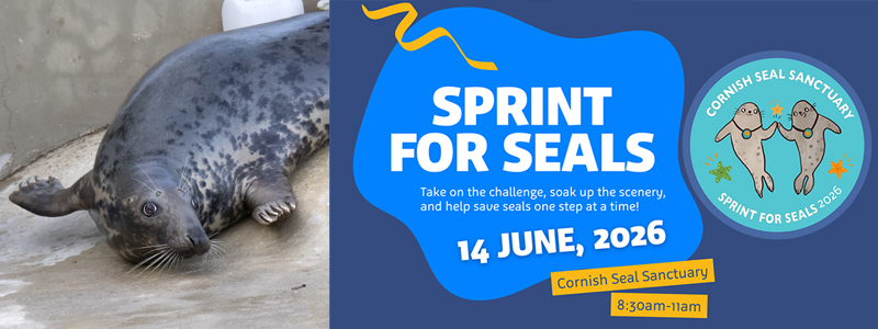 Run for Banana: Charity appeals for last-minute runners to help fund lifelong care for beloved rescue seal
