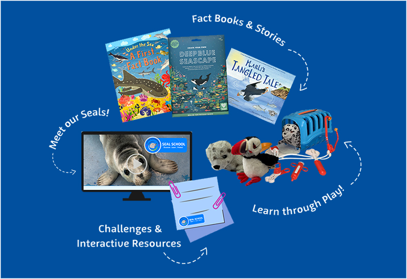 Cornish Seal Sanctuary Launches Innovative  Seal School  Education Boxes to Help TR12 Pupils Explore Ocean Conservation