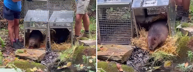 THE CORNISH SEAL SANCTUARY WELCOMES TWO NEW BEAVERS