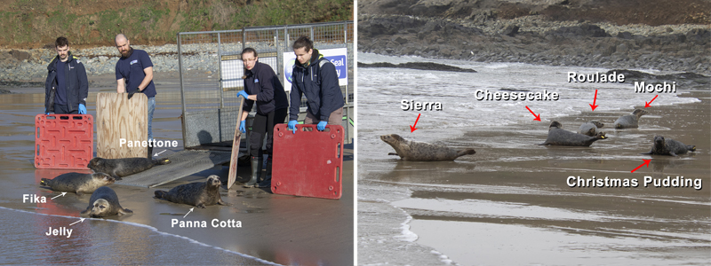 The Sweetest Ending: From Cheesecake to Christmas Pudding, Nine Rescued Seal Pups Finally Head Home