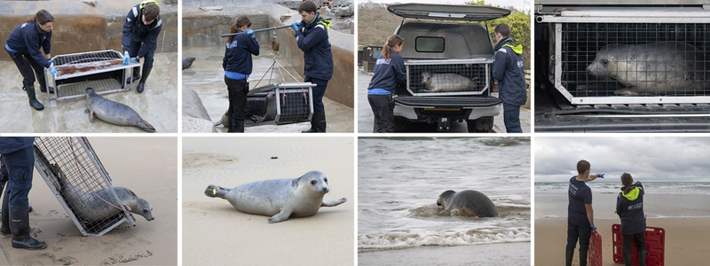 Cornish Seal Sanctuary Celebrates First Pup Release of the Season: S'mores Returns to the Wild