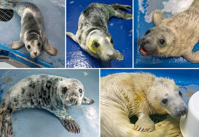 Sanctuary Urges Care Around Seal Pups After Suspected Dog Bite Rescues