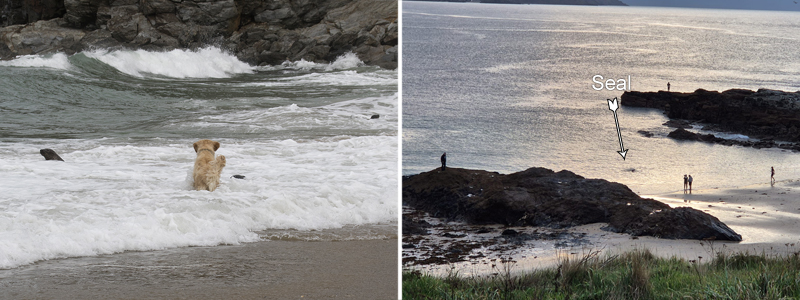 Sanctuary Urges Care Around Seal Pups After Suspected Dog Bite Rescues