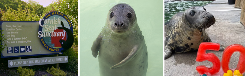 Primary School Pupils Invited to Design Logo for Cornish Seal Sanctuary's 50th Anniversary